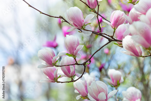 Magnolia soulangeana or saucer magnolia white pink blossom tree flower close up selective focus in botanical garden, Kharkov, Ukraine in the early spring. Nature background. Spring flower background.