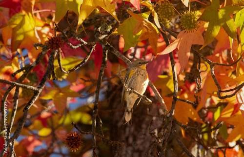 Fall Leaves Surrounding Beautiful Bird, Closeup, Perched in a Sweetgum Tree in California, Setophaga coronata, Yellow-Rumped Warbler, yellow, gray, black