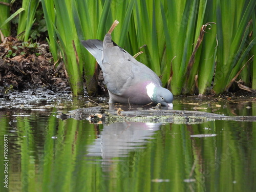 A pigeon drinks water from a shallow pond