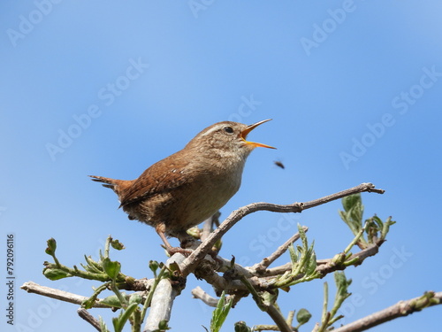 A white-brown small bird on a bush of branches against the sky