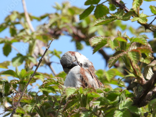 A white-brown small bird on a bush