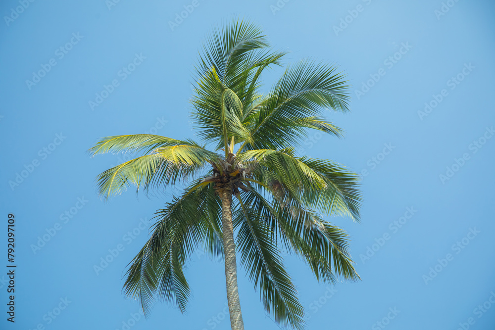 Silhouettes of palm trees against blue sky in hot country. Silhouettes of palm trees against blue sky in hot country.