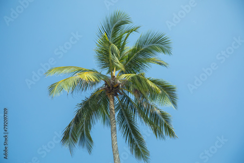 Silhouettes of palm trees against blue sky in hot country.