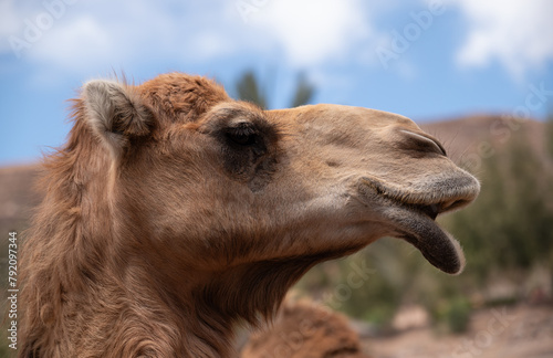 A camel is looking at the camera with its mouth open. The image has a calm and peaceful mood, as the camel appears to be relaxed and content