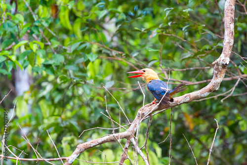 Kingfisher in Tanjung Puting Nationalpark in Borneo in Indonesia sitting on a tree