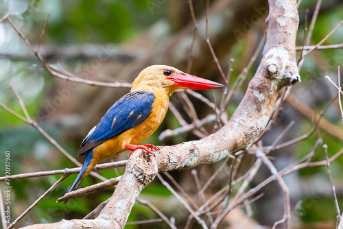 Kingfisher in Tanjung Puting Nationalpark in Borneo in Indonesia sitting on a tree