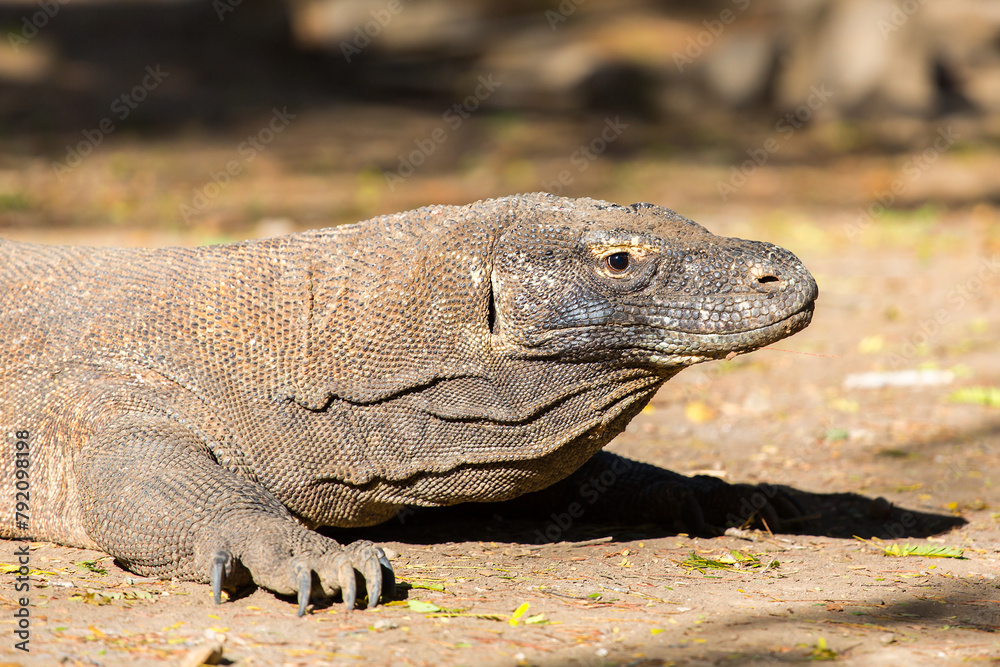 Komodo Dragon in Komodo Nationalpark