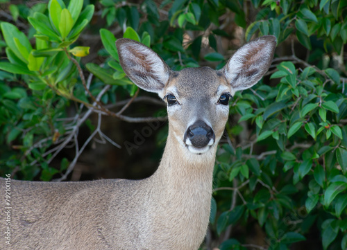 Key Deer close up, Florida Keys © Tamela