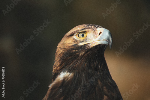 Portrait of an eagle wild bird