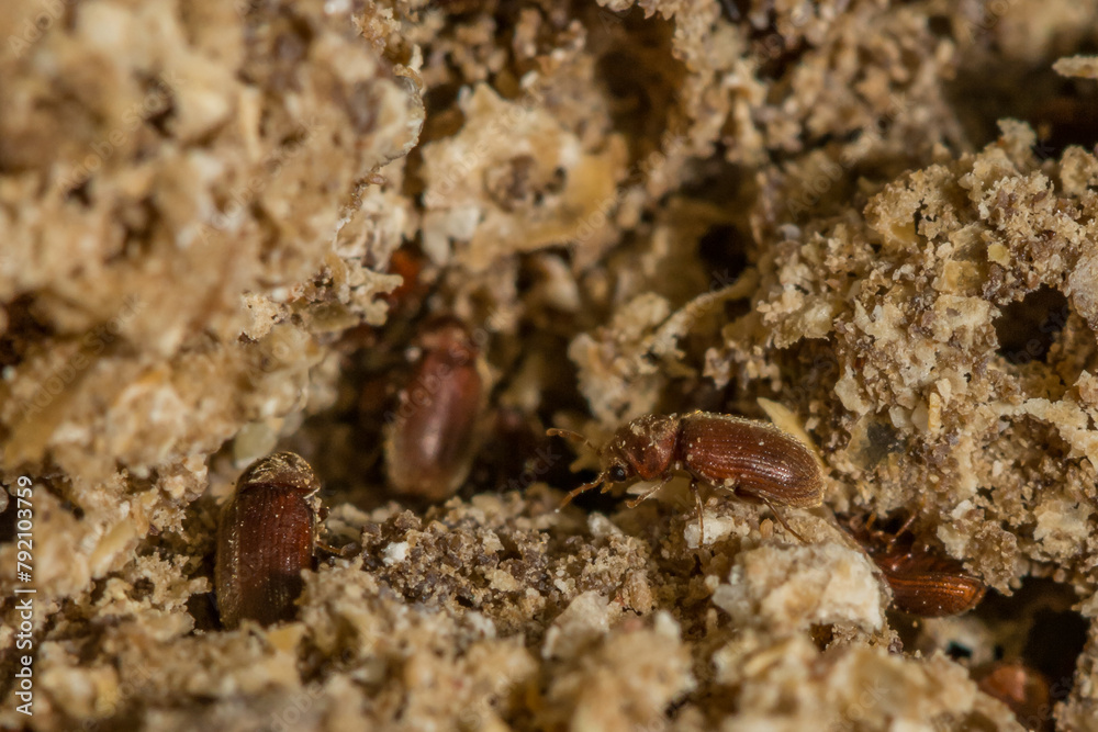 Drugstore Beetle - Stegobium panicecum Drugstore Beetle - Stegobium panicecum