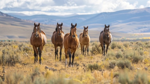 Small band of wild horses approaches with curiosity in the high desert West on public lands in Wyoming, USA Wyoming, United States of America