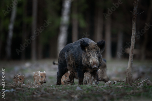 Wild sow in the spring forest. Wild boar with small piglets. 