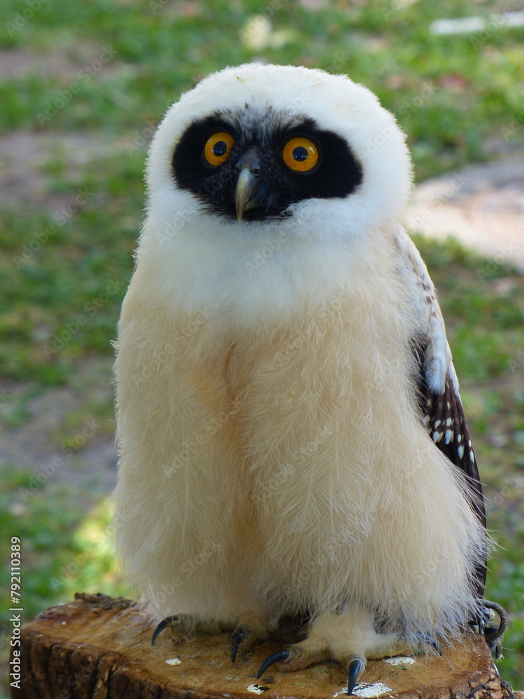 Naklejka premium Hibou