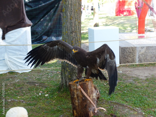 Rapace photo