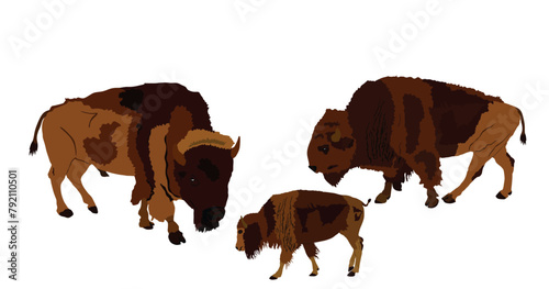 Drove of Bisons family vector illustration isolated. Calf bison  animal cub baby. Herd of buffalo symbol of America wildlife. Strong animal  Indian culture native people. Buffalo cubs grassing. 