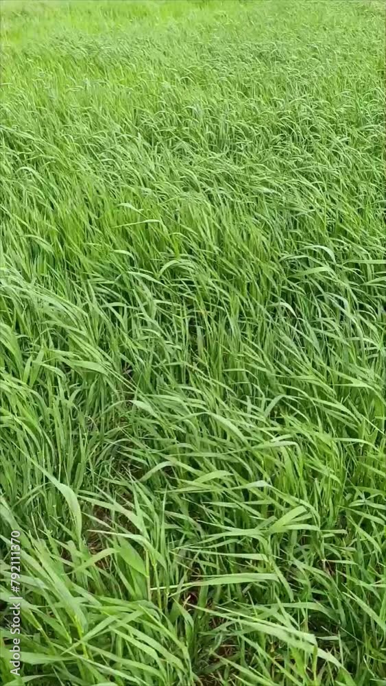 green grass background. green wheat leaves waving in the wind green grass background. green wheat leaves waving in the wind