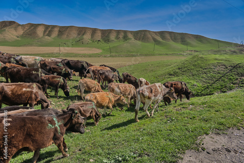 A herd of cows walking across green hills