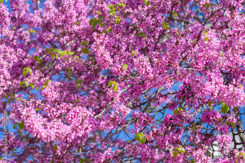 Cercis siliquastrum blooming tree. Spring bright pink flowers background. Judas tree branches photo