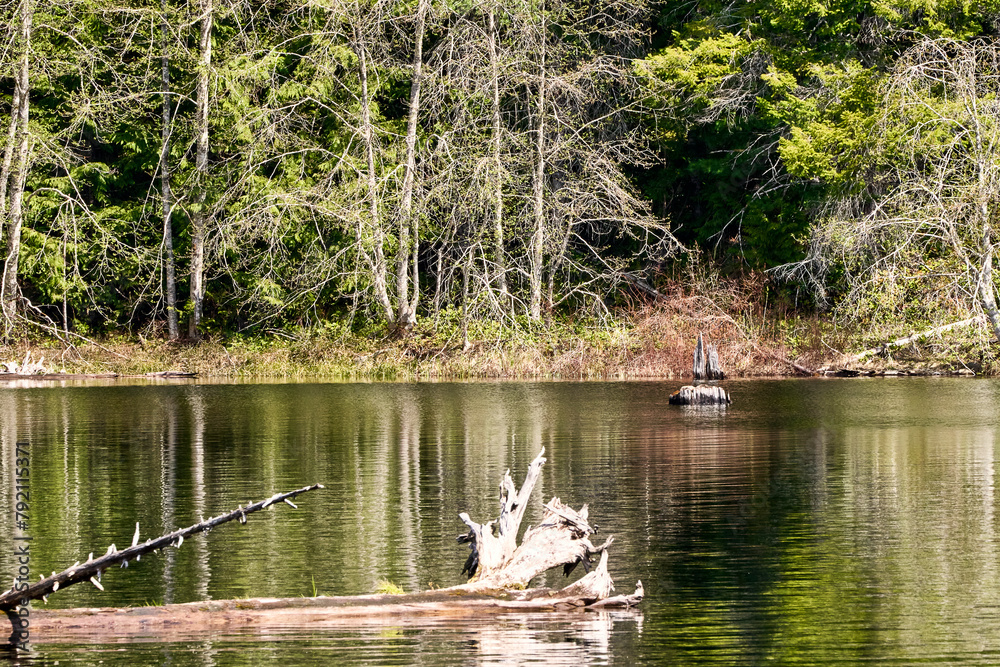 View of old tree stumps against new red spring foliage and trees on the shoreline of the rippled water of a lake.
View of old tree stumps against new red spring foliage and trees on the shoreline of the rippled water of a lake.