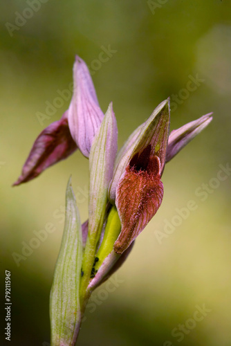 Sardinian Tongue Orchid Serapias nurrica close-up. Stintino  Sassari  Sardinia  Italy