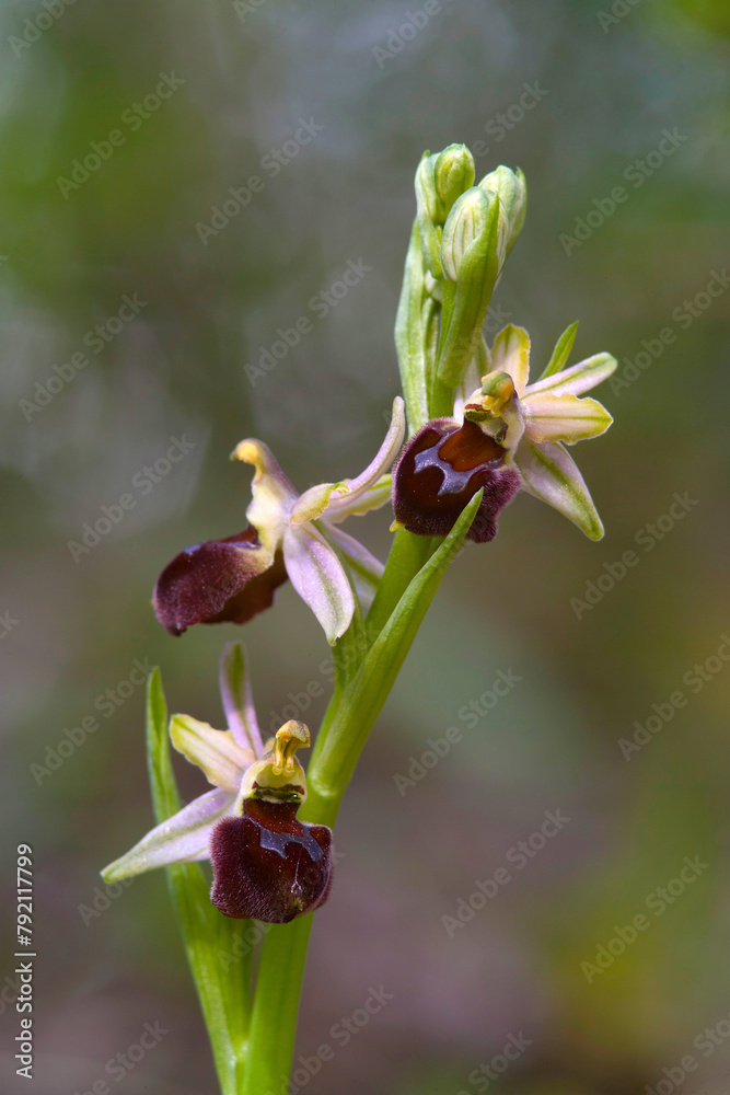 Bee orchids of Morisi (Ophrys morisii), Orchidaceae. Bulbous perennial herb, spontaneous orchid, wild plant. Lago di Baratz, Sassari, Sardinia, Italy. Bee orchids of Morisi (Ophrys morisii), Orchidaceae. Bulbous perennial herb, spontaneous orchid, wild plant. Lago di Baratz, Sassari, Sardinia, Italy.