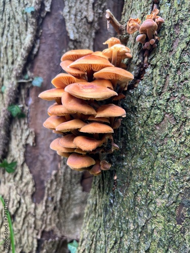 mushrooms on tree