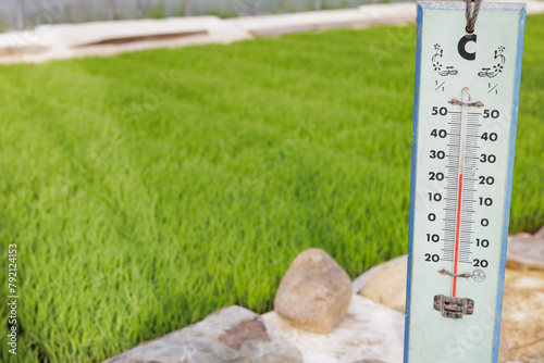 ビニールハウスのプール育苗育てた稲苗と温度計