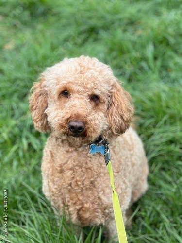 poodle puppy in grass