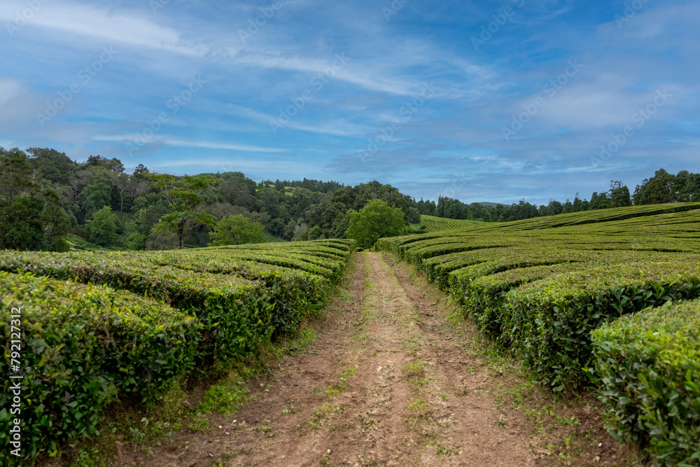 Gorreana Tea plantation in Sao Miguel island in the Azores, Portugal, Europe.