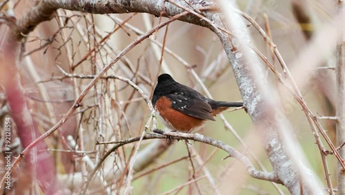 Spotted towhee (Pipilo maculatus) perched on a branch in a tree in winter photo