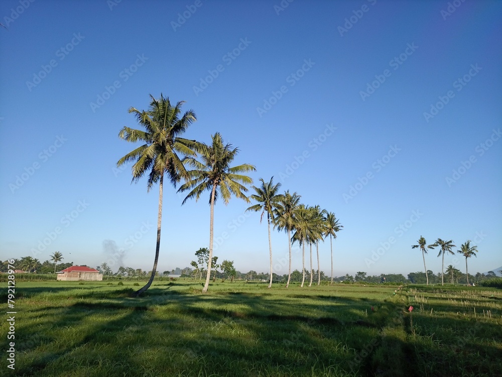 palm trees in the field palm trees in the field
