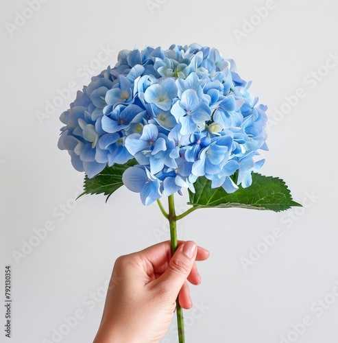 Hand Holding Blue Flower With Green Leaves