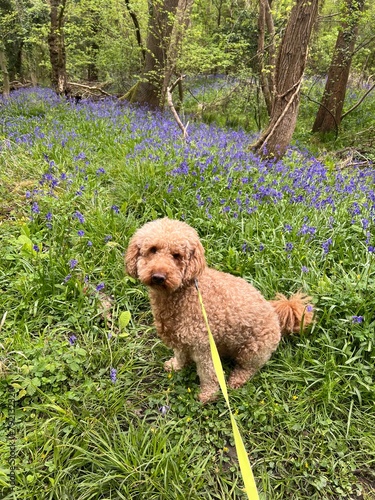 dog in the grass