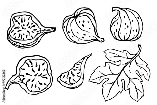 Set of sketches, doodles of fig tree fruits, pieces of figs. vector graphics.