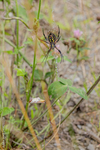 Black and Yellow Garden Spider, Argiope aurantia. Has immobilzed grasshopper with swathing bands. Orb web has stabilimentum.