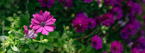 Panorama of purple daisy flowers in a garden  © Cam