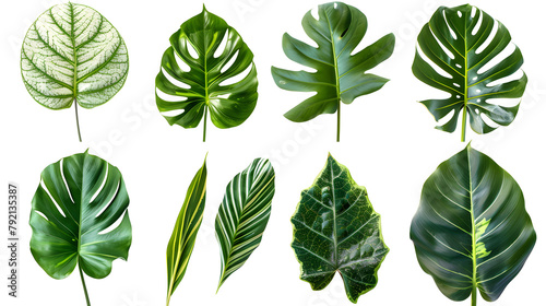 set of exotic big leaf green interior home plant for decoration and different foliage leaves and petals closeups cotout isolated on transparent png background © Ziyan Yang
