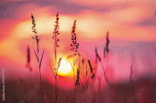 The Sun Setting Over a Field of Tall Grass