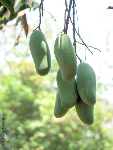 close up of mango on tree,a tropical fruit.