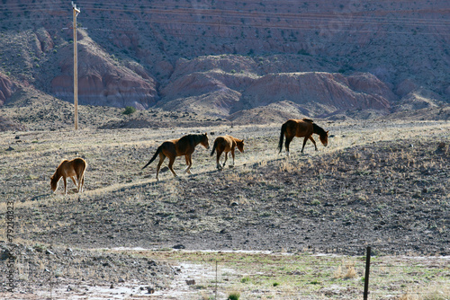 Four wild horses along a rural road in northern Arizona