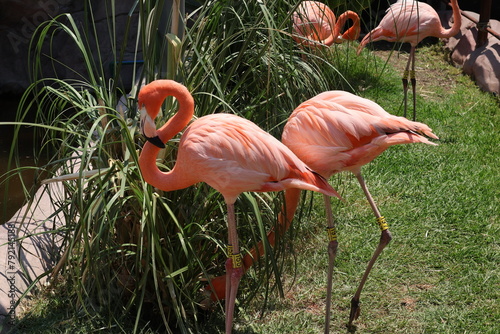 flamingos