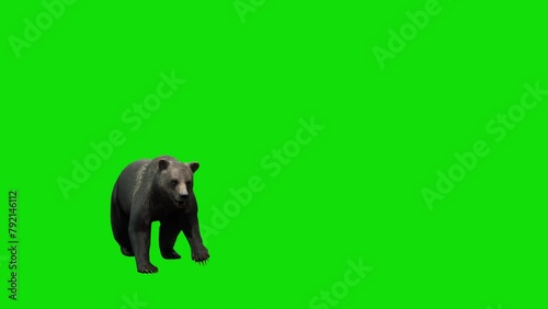 3D character animation of a bear attacking against a green screen background. Perfect for visual effects, compositing, and storytelling in video projects.