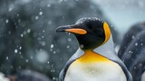 PORTRAIT of a beautiful penguin in the snow in its habitat with blurred background in high resolution and high quality. CONCEPT ANIMALS, Antarctica, snow, nature
