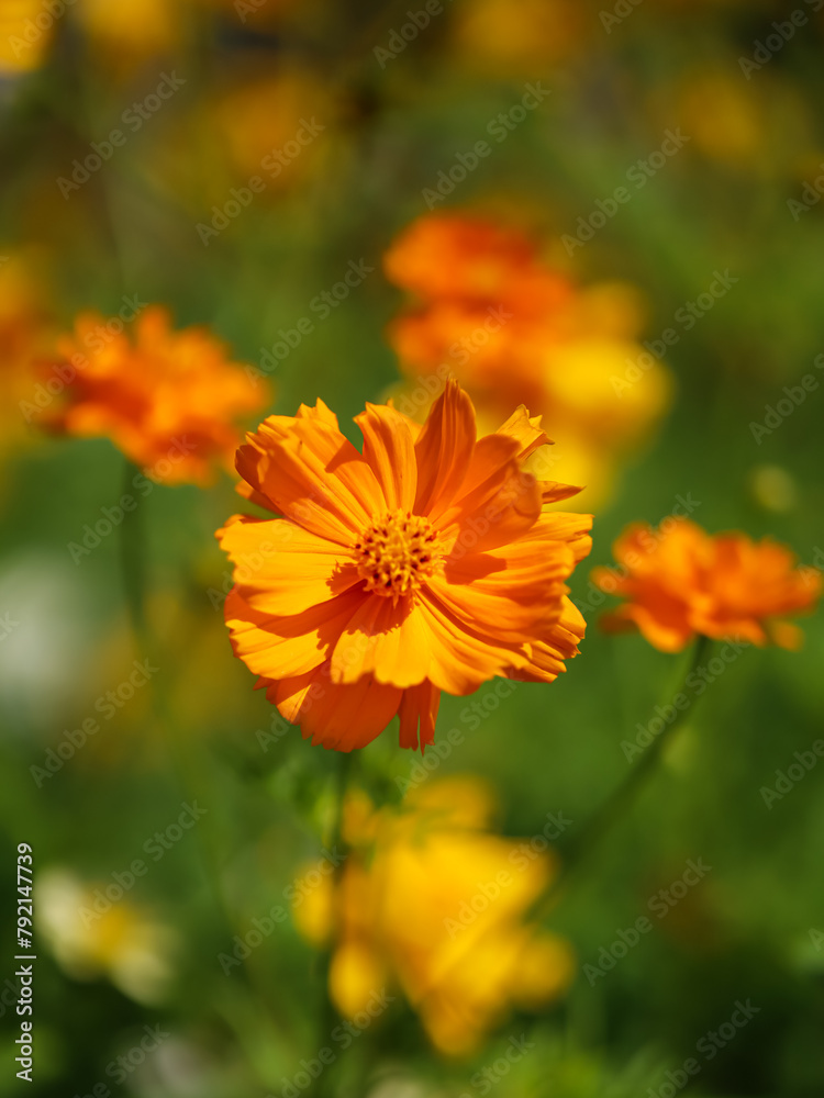 Cosmos bipinnatus or Mexican aster. Close up of yellow and orange cosmos flower. Beauty in nature
Cosmos bipinnatus or Mexican aster. Close up of yellow and orange cosmos flower. Beauty in nature