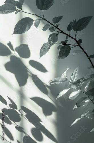 Shadow of a Plant on a Wall