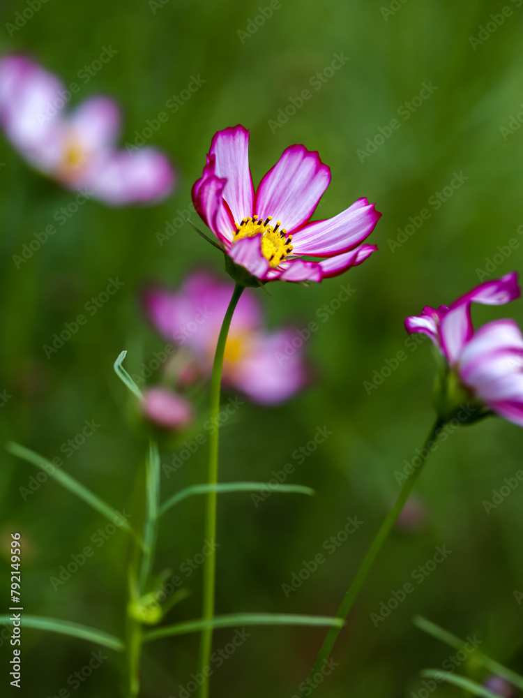 Colorful Cosmos Flower - Cosmos bipinnatus, Beautiful Pink Flowers in Backyard Garden. Bokeh background. Beauty in nature