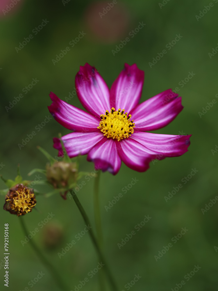 Colorful Cosmos Flower - Cosmos bipinnatus, Beautiful Pink Flowers in Backyard Garden. Bokeh background. Beauty in nature Colorful Cosmos Flower - Cosmos bipinnatus, Beautiful Pink Flowers in Backyard Garden. Bokeh background. Beauty in nature