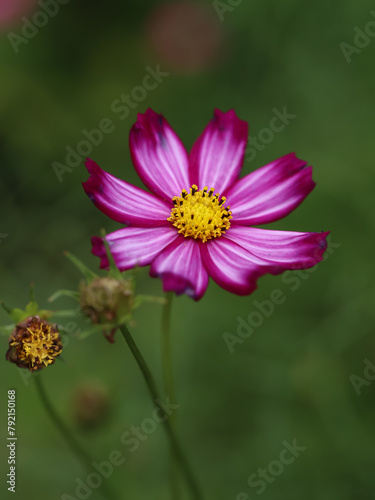 Colorful Cosmos Flower - Cosmos bipinnatus, Beautiful Pink Flowers in Backyard Garden. Bokeh background. Beauty in nature