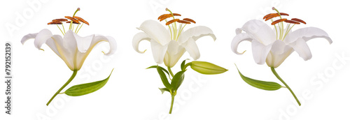 White lily Flowers i
