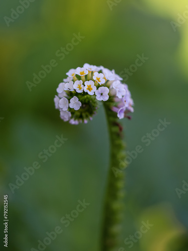 Heliotropium indicum with a natural background. Also called Sangketan, buntut tikus, Indian heliotrope, Indian Turnsole, Heliophytum indicum, Heliotropium parviflorum or Tiaridium indicum. Blue sky
 photo